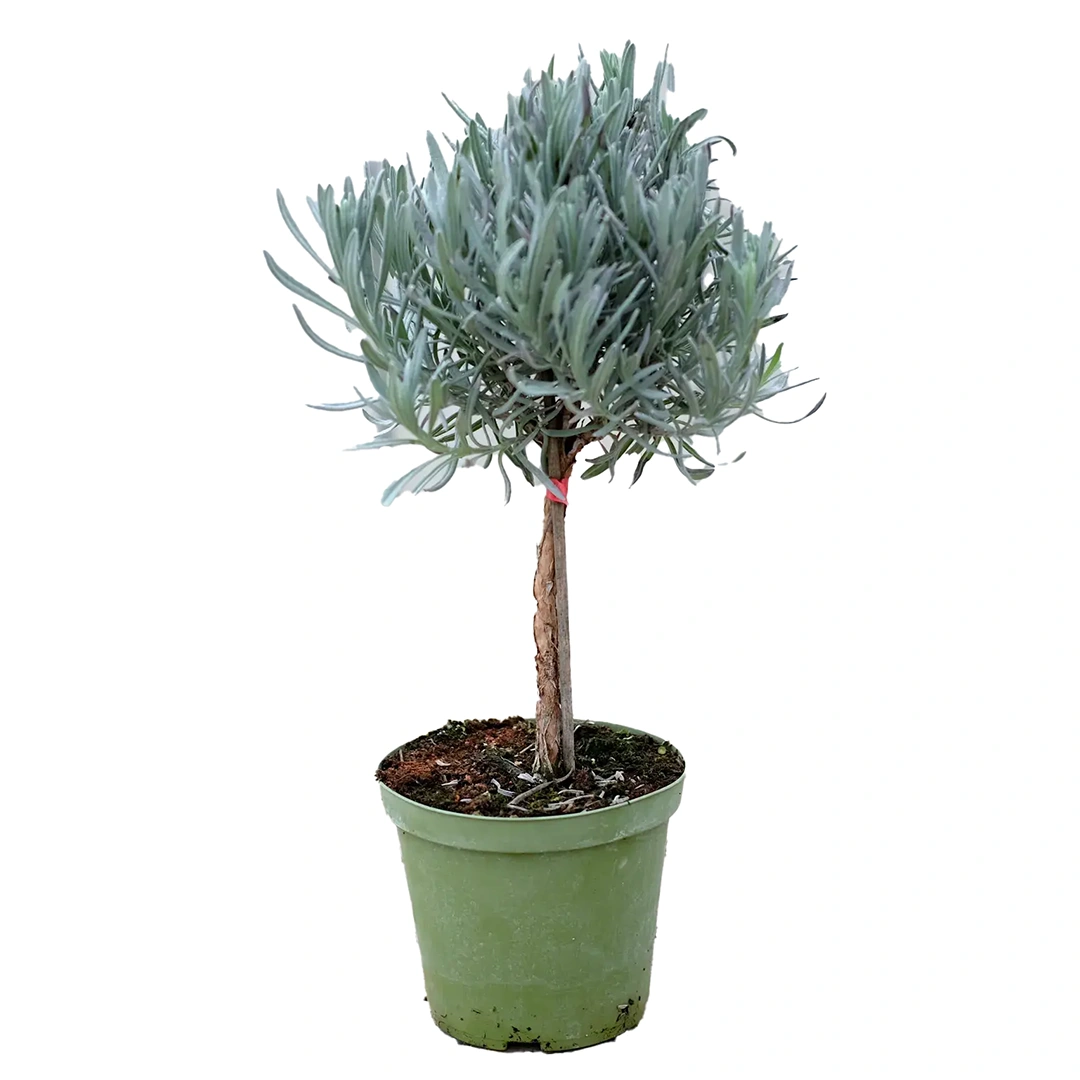 Lavandula Angustifolia Tree