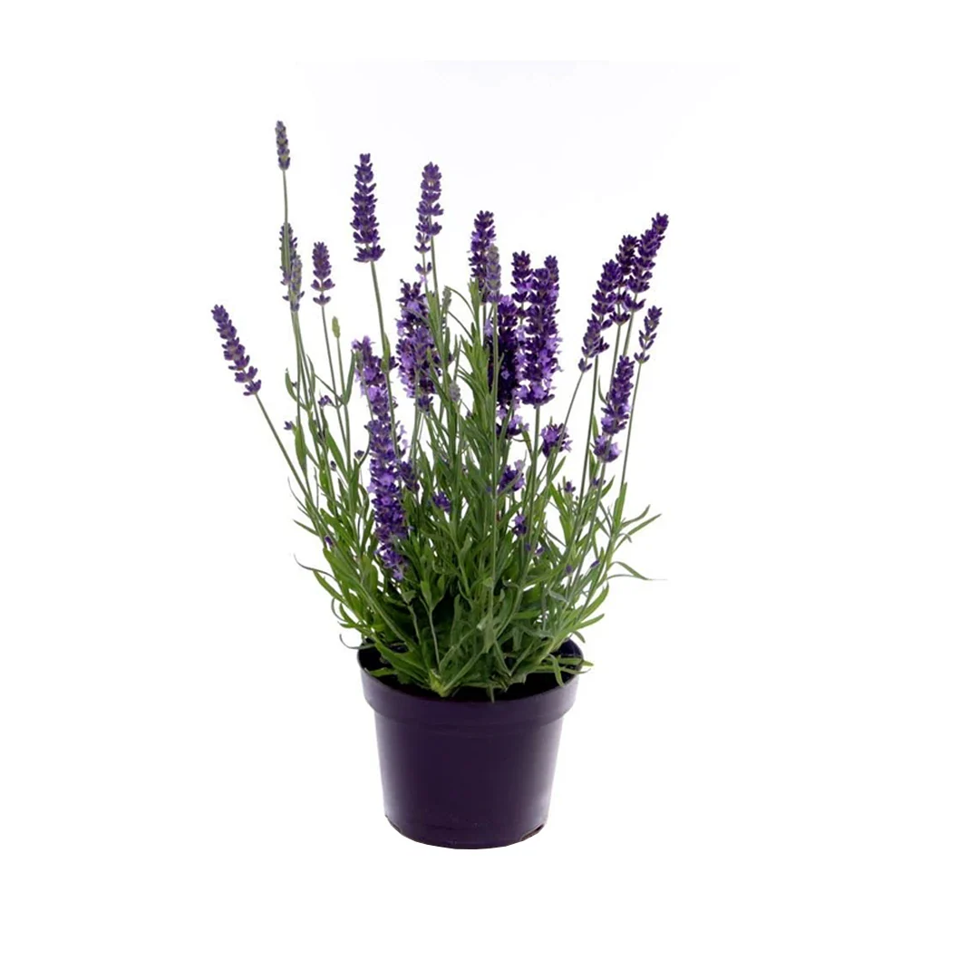 Lavandula Angustifolia