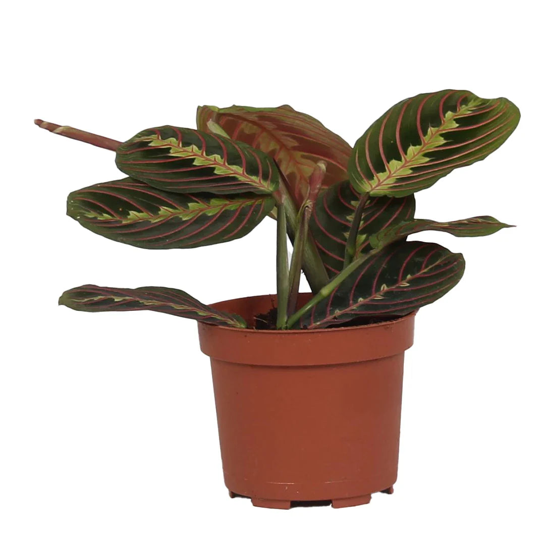 Maranta Leuc. Fascinator