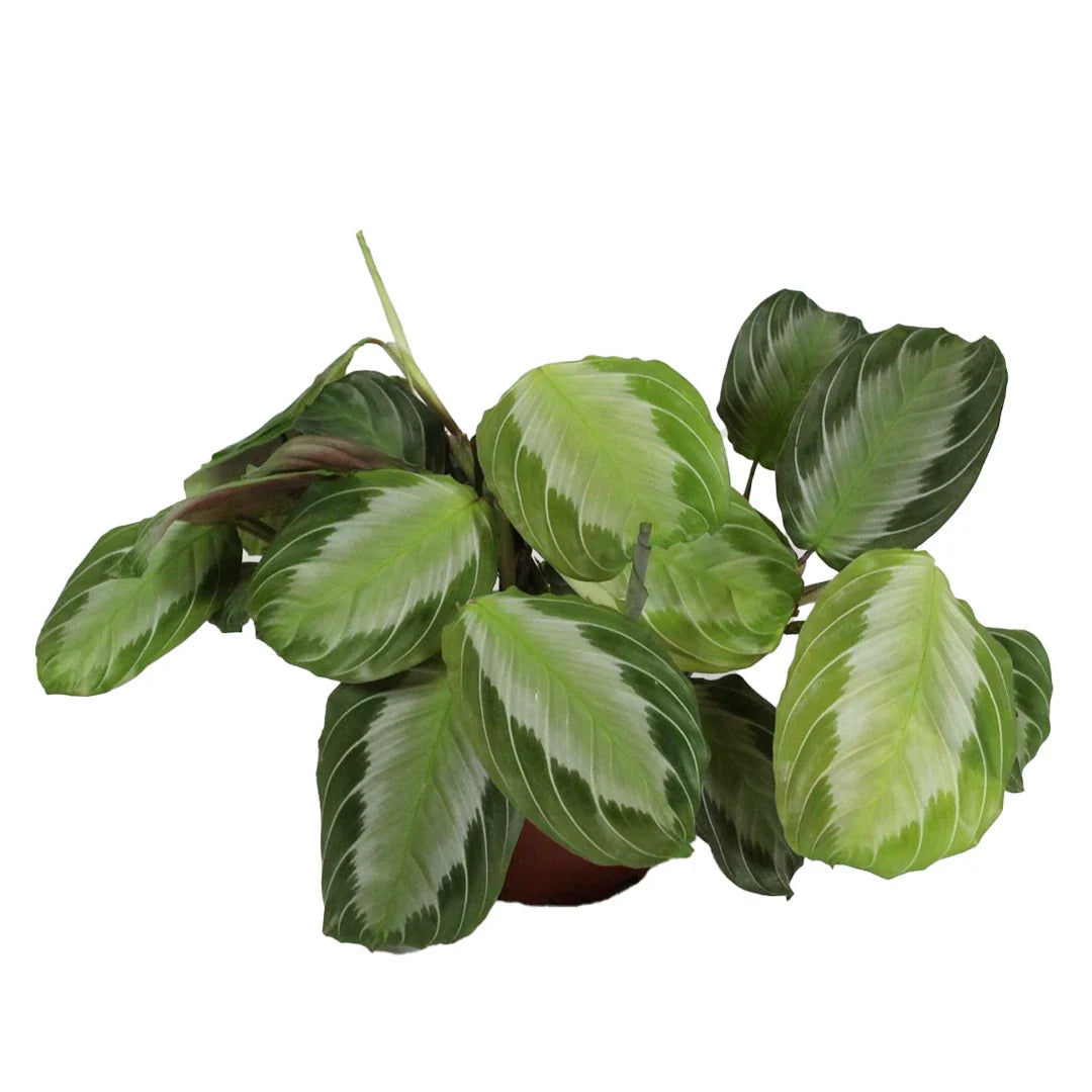 Maranta Silver Band