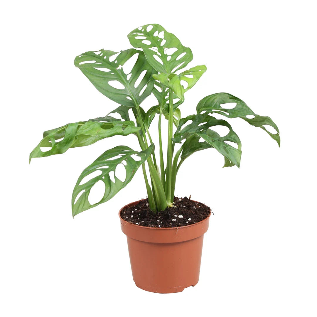 Monstera Adansonii Monkey Mask