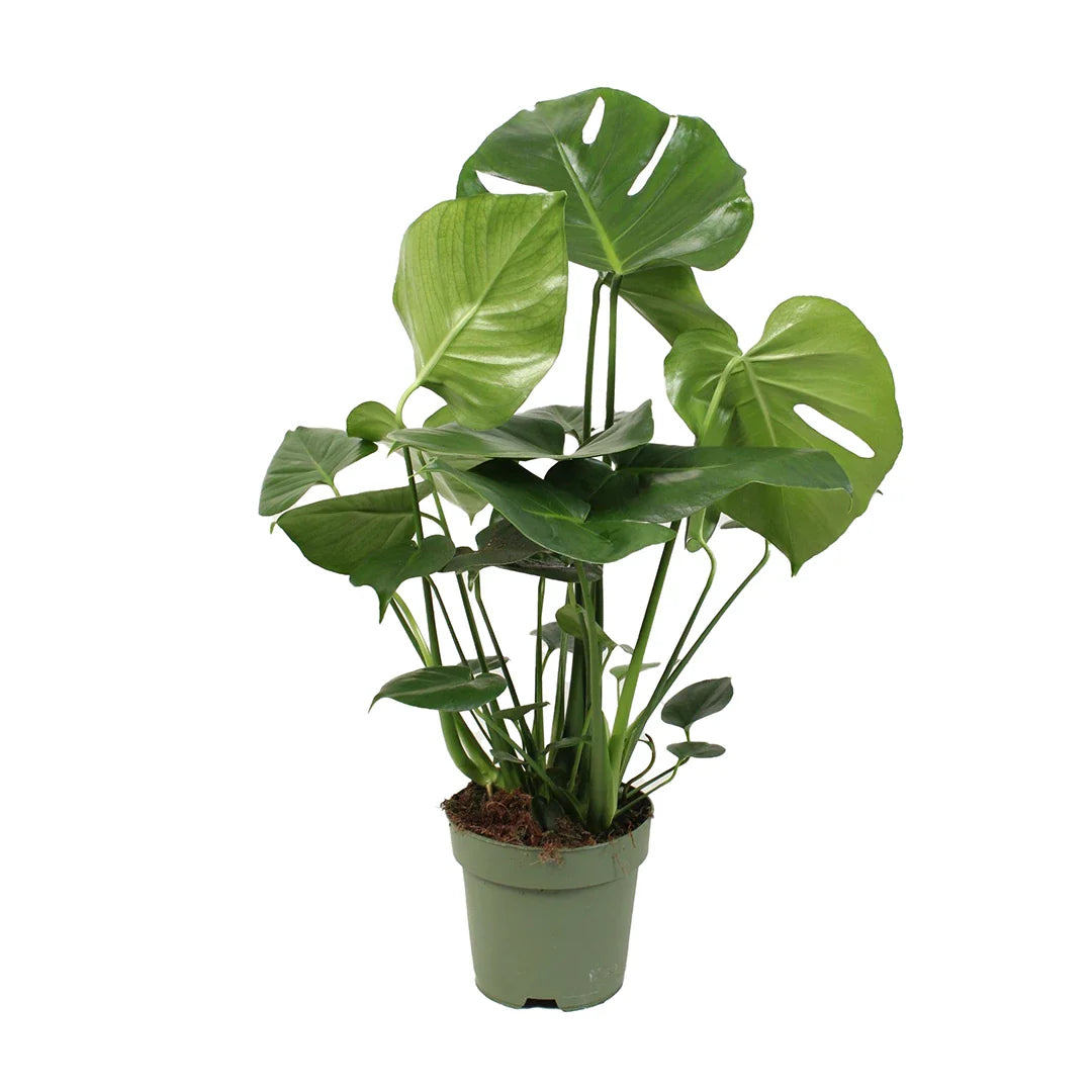 Monstera Deliciosa