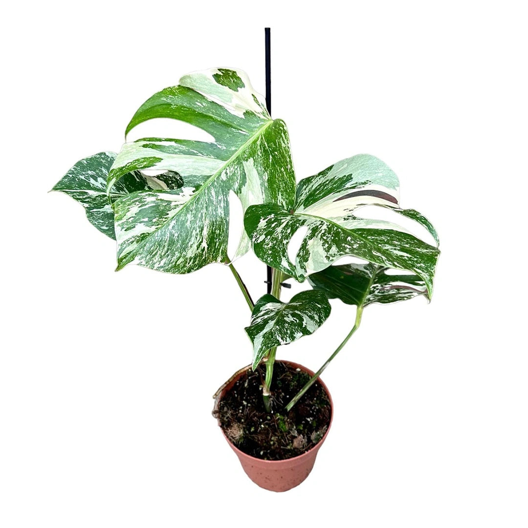 Monstera Deliciosa 'Variegata'