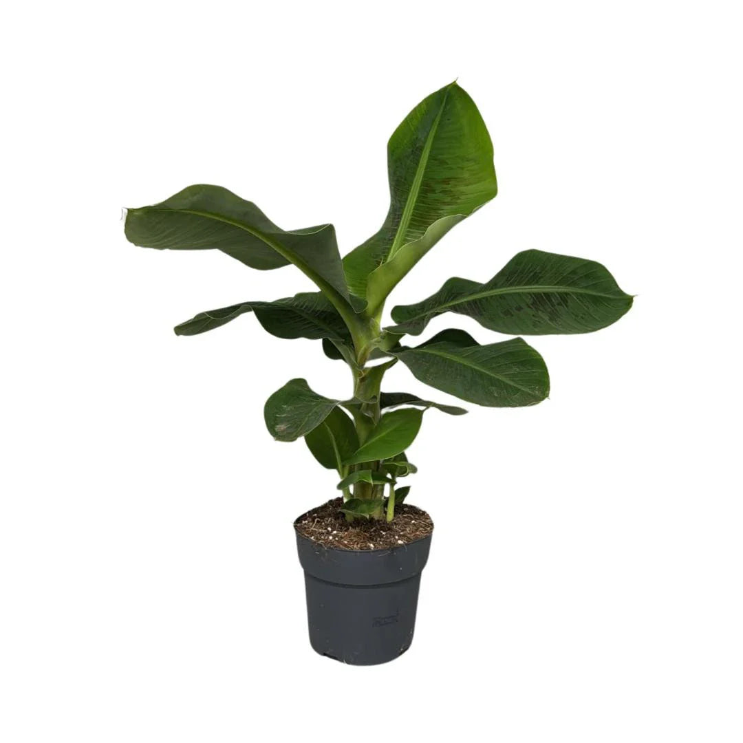 Musa Dwarf Cavendish