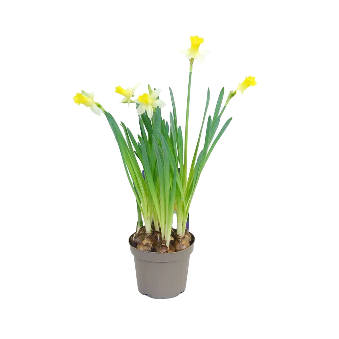Narcissus Cyclamineus 'Tete a Tete'