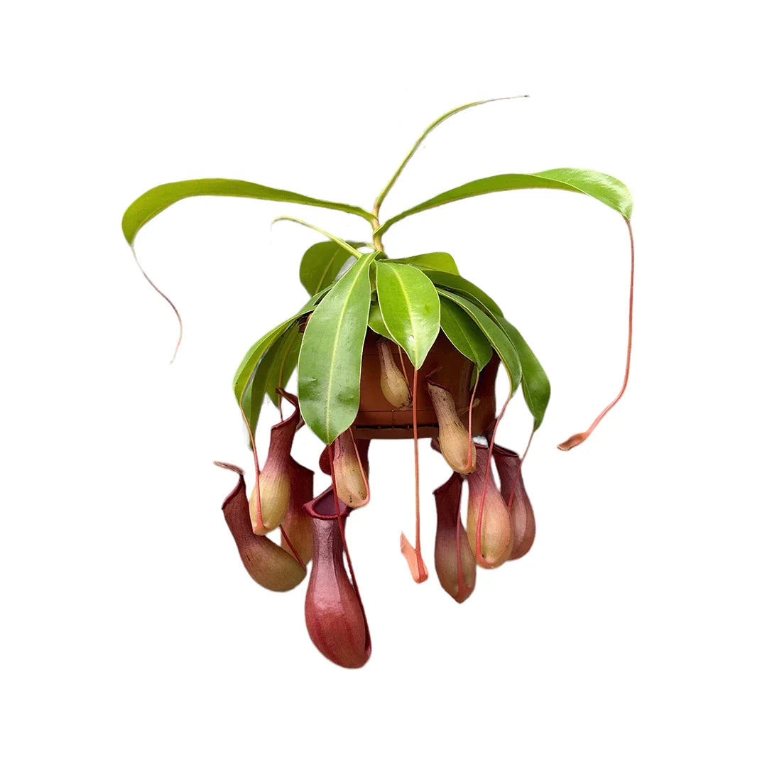 Nephentes Alata