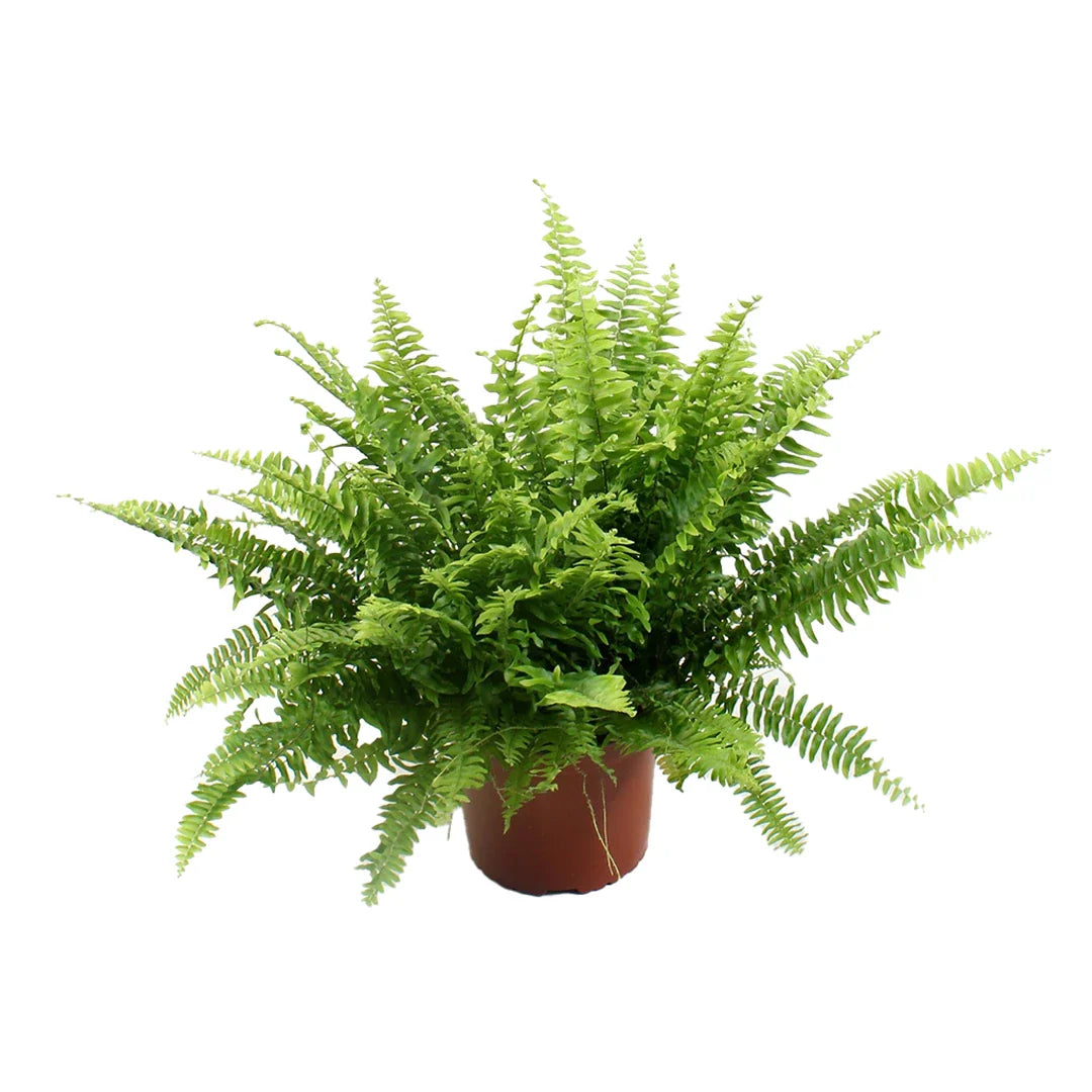 Nephrolepis Green Moment