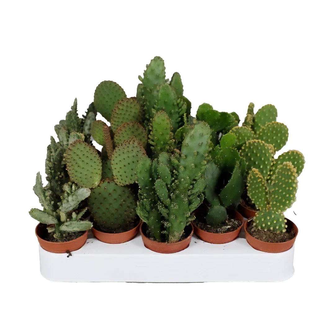 Opuntia Mix
