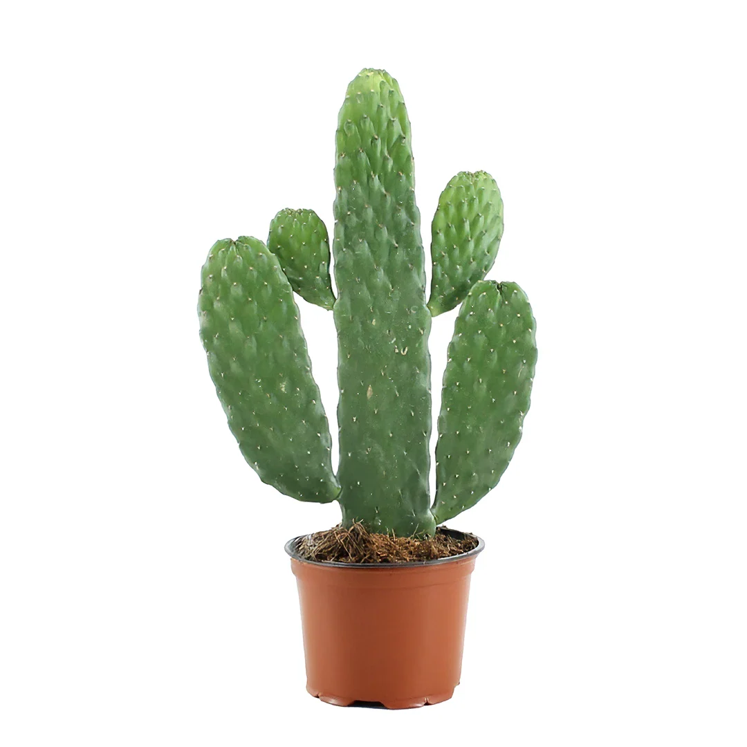 Opuntia Rubescens Consolea