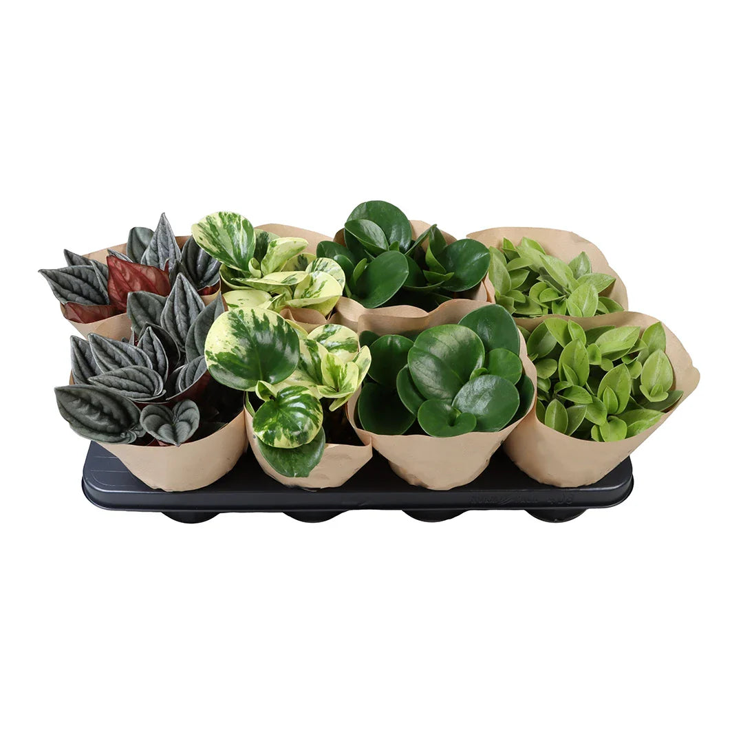 Peperomia Mix