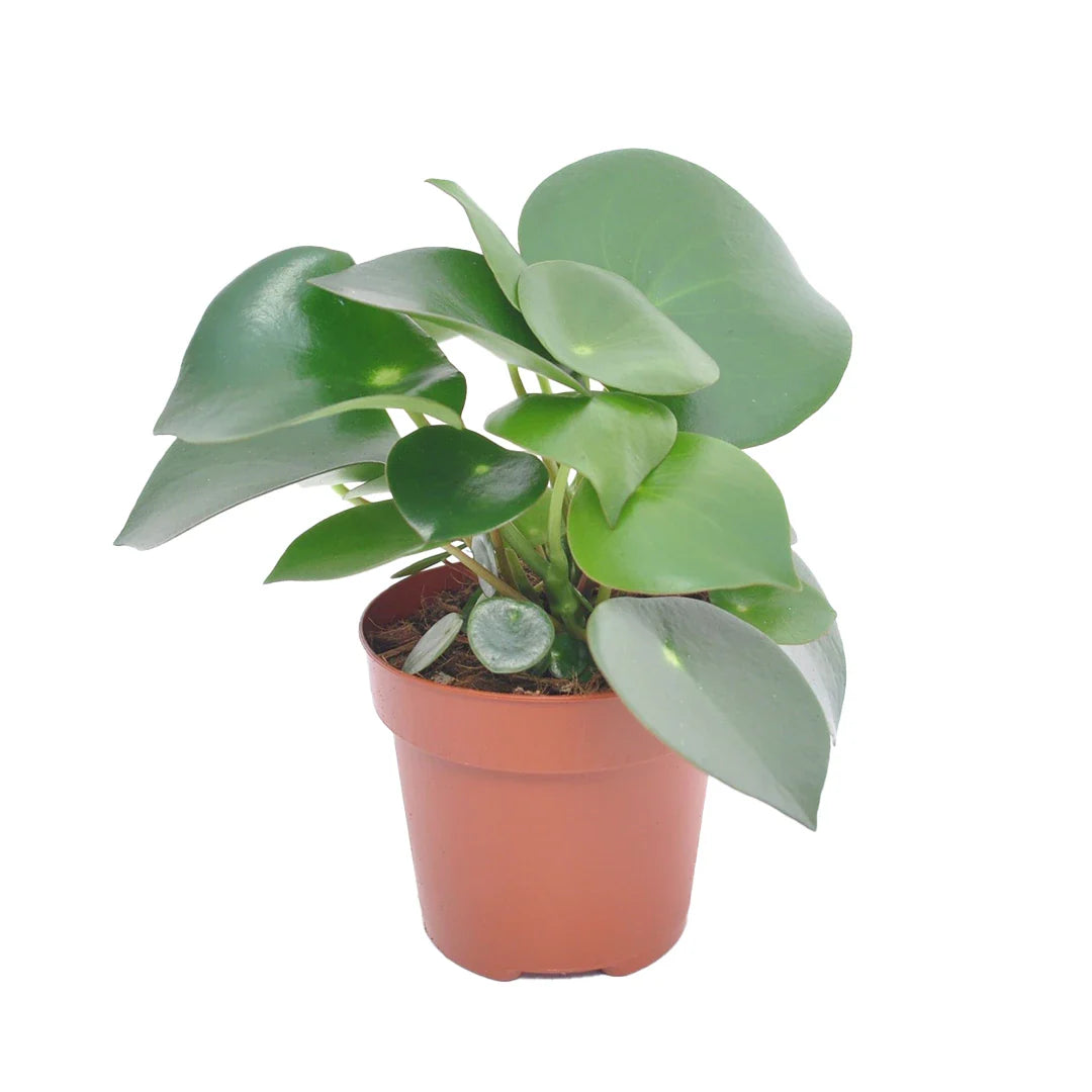 Peperomia Polybotrya Raindrop