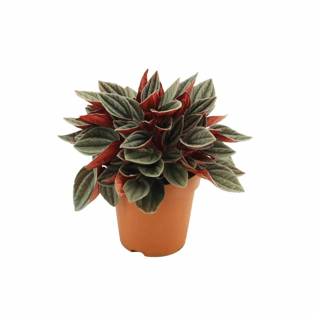 Peperomia Santorini