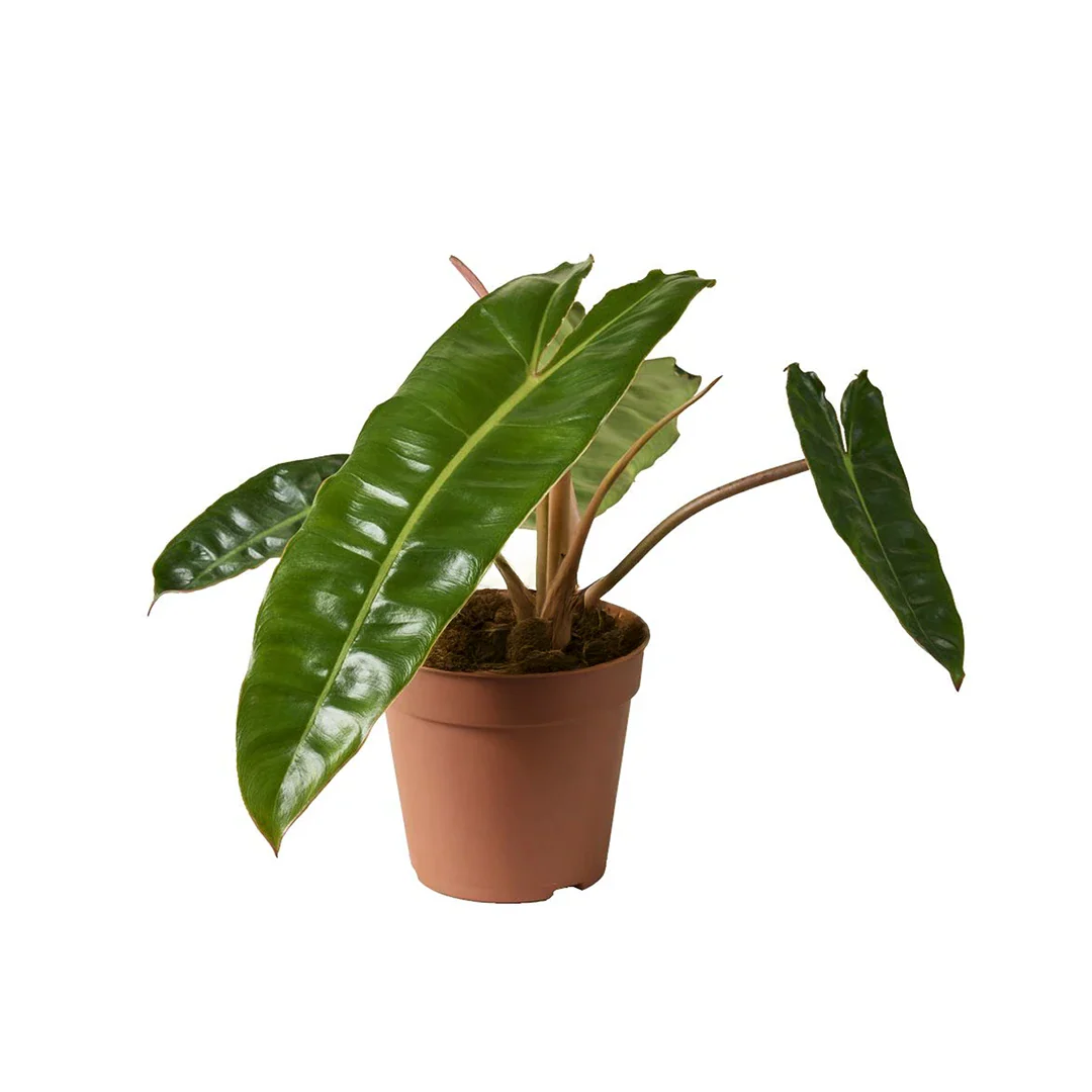 Philodendron Billietiae