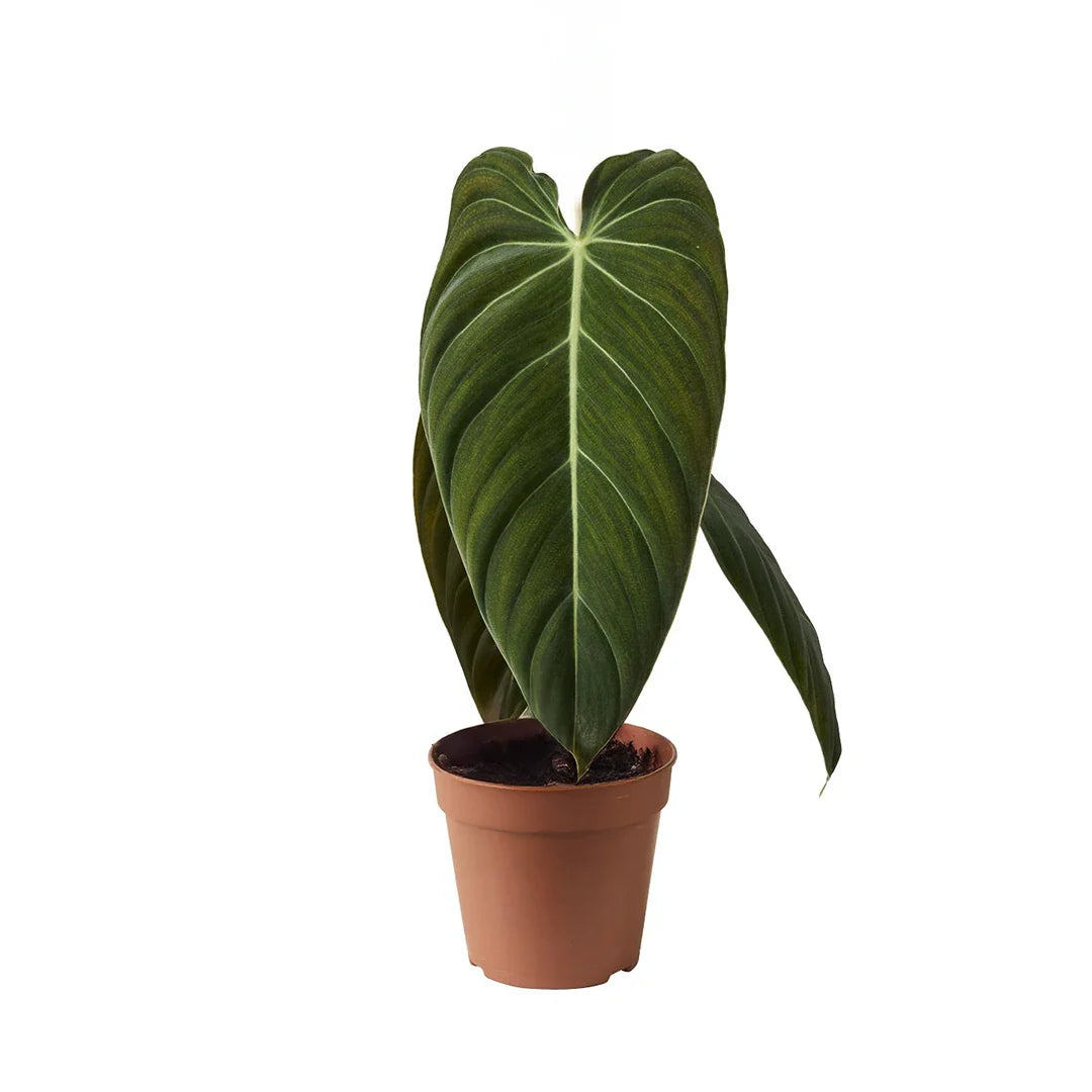 Philodendron Melanochrysum