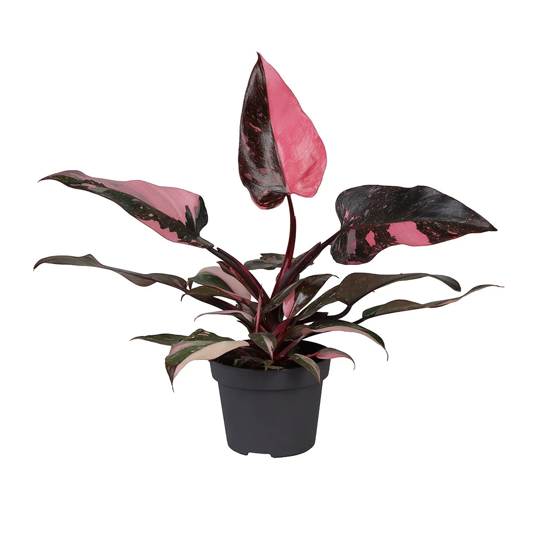 Philodendron Pink Princess