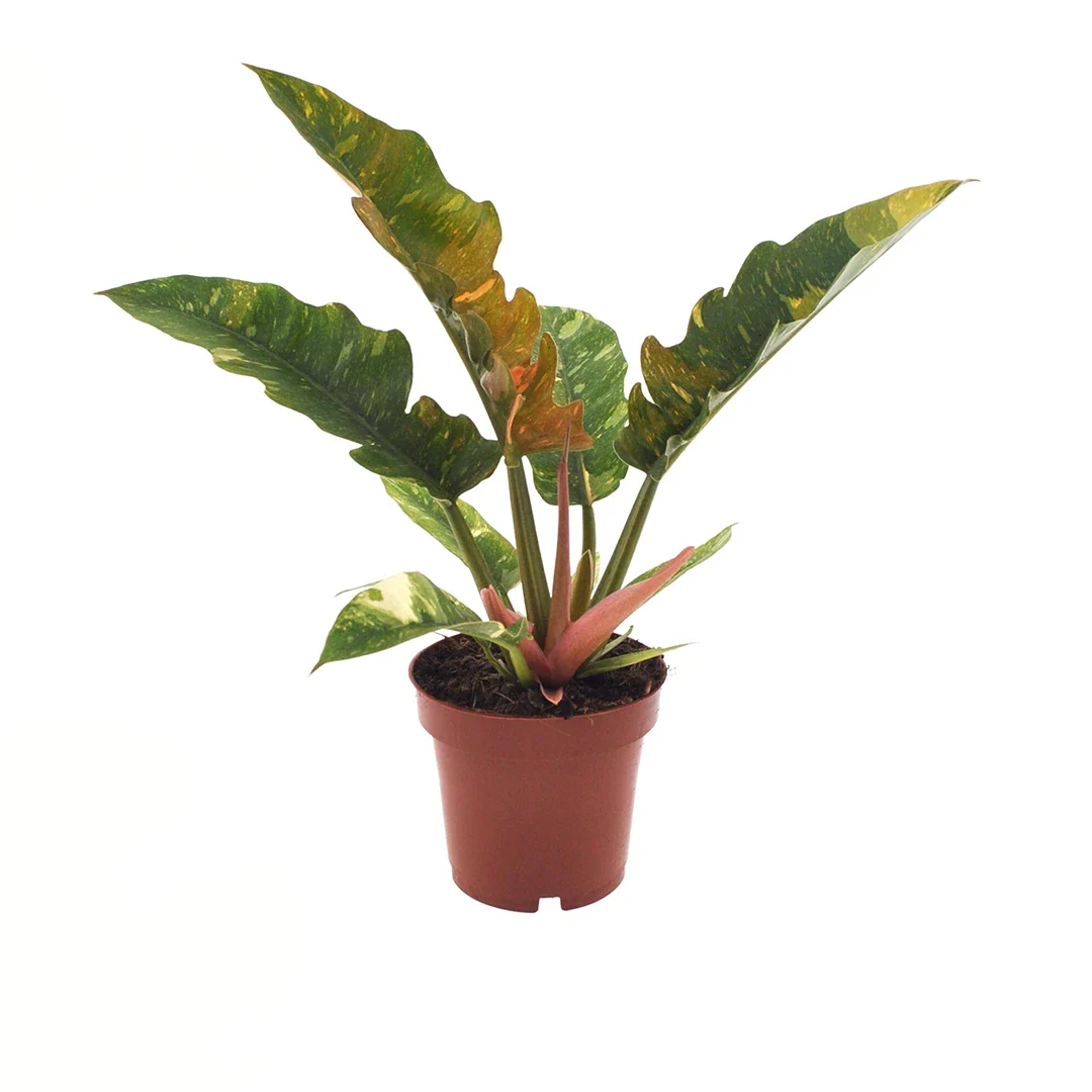Philodendron Ring Of Fire