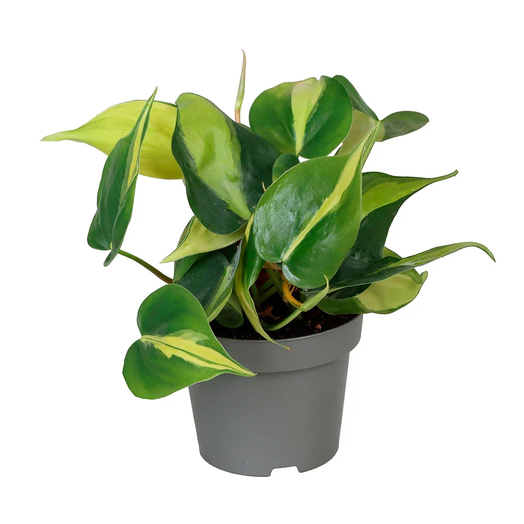 Philodendron Scandens Brasil