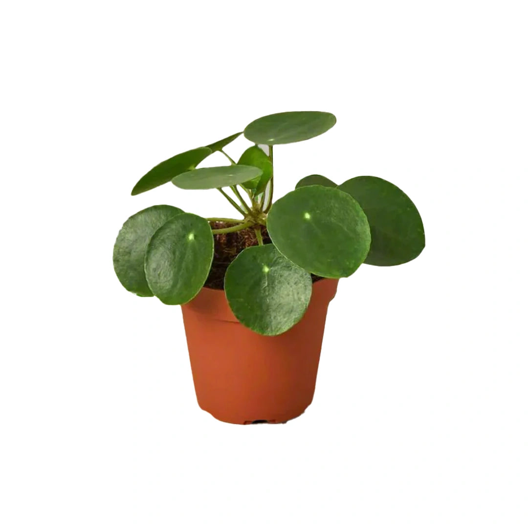 Pilea Peperomoides