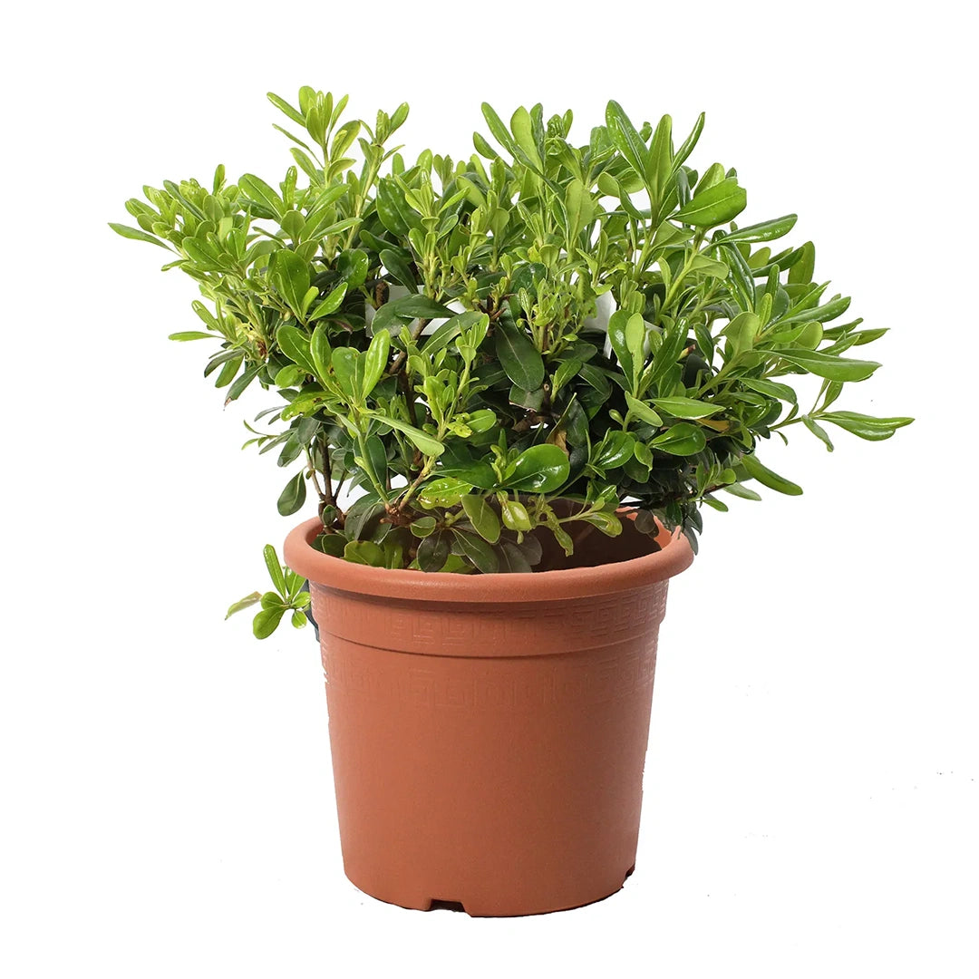 Pittosporum Tobia