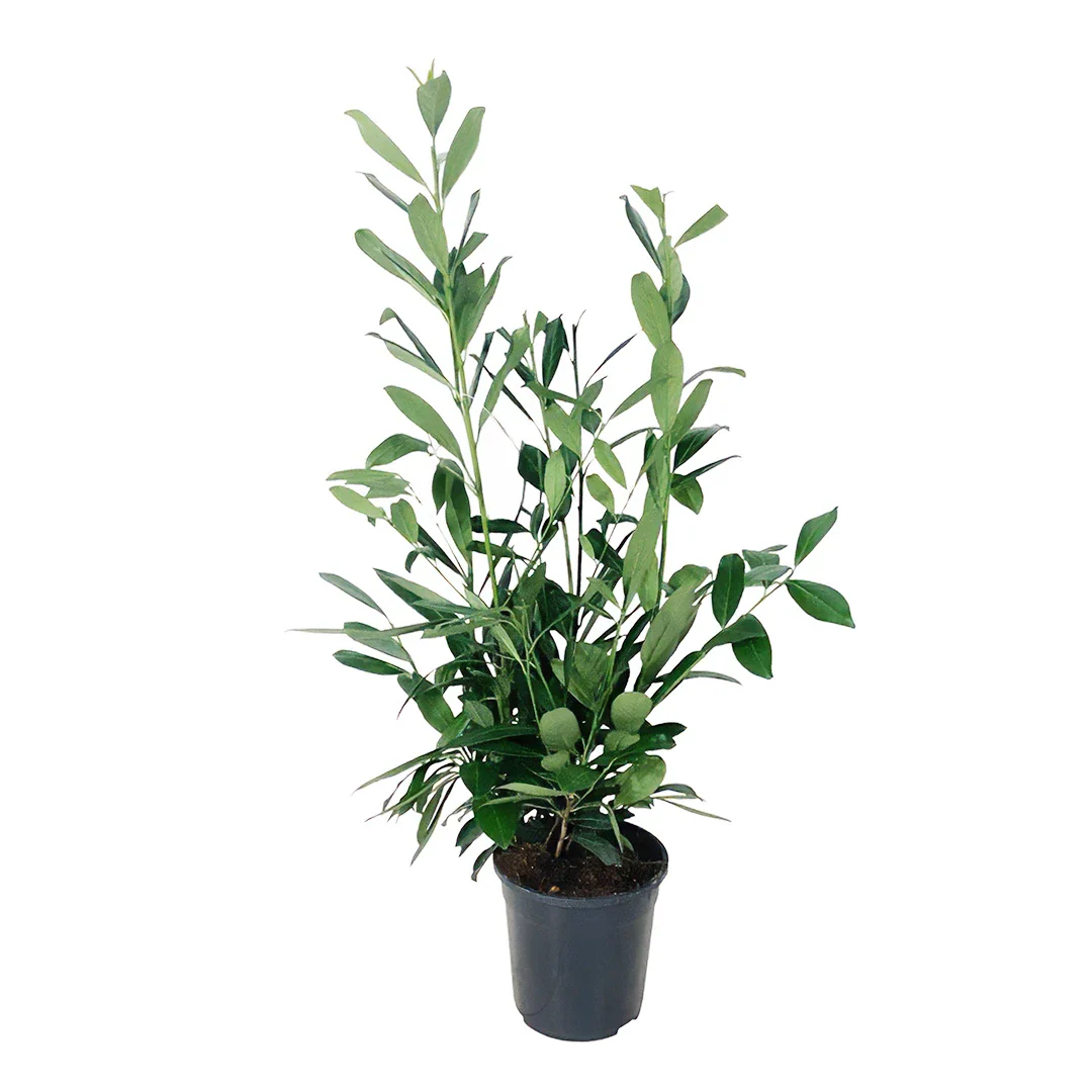 Prunus laurocerasus Caucasica