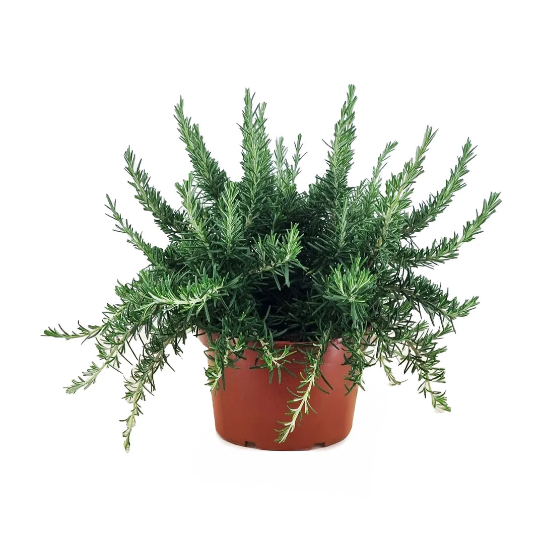 Rosmarinus officinalis Prostratus