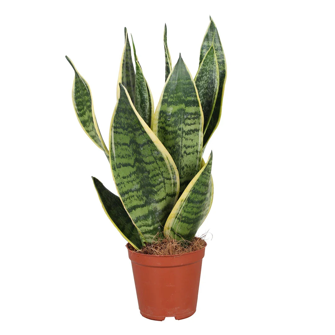 Sansevieria Superba