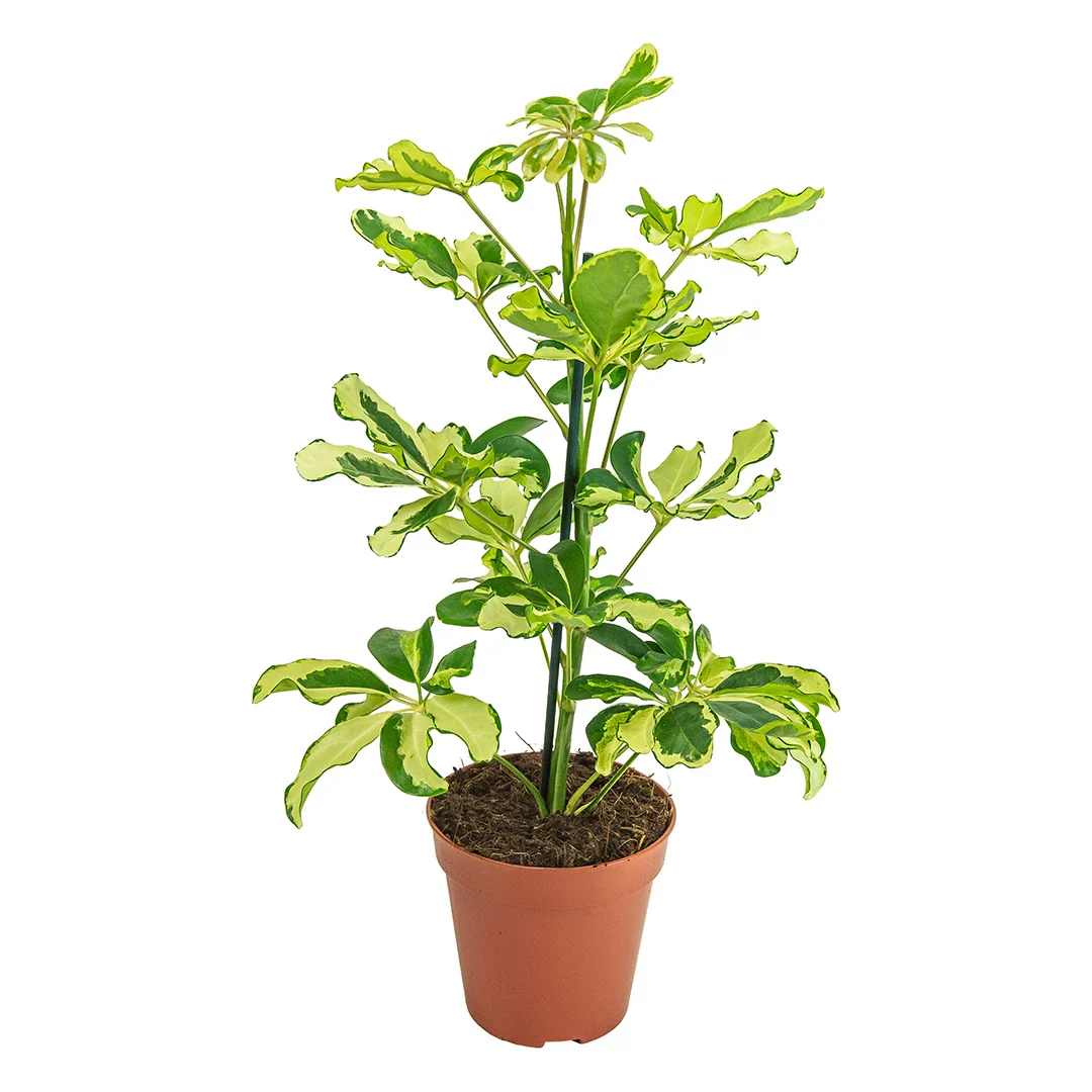 Schefflera Arboricola Charlotte