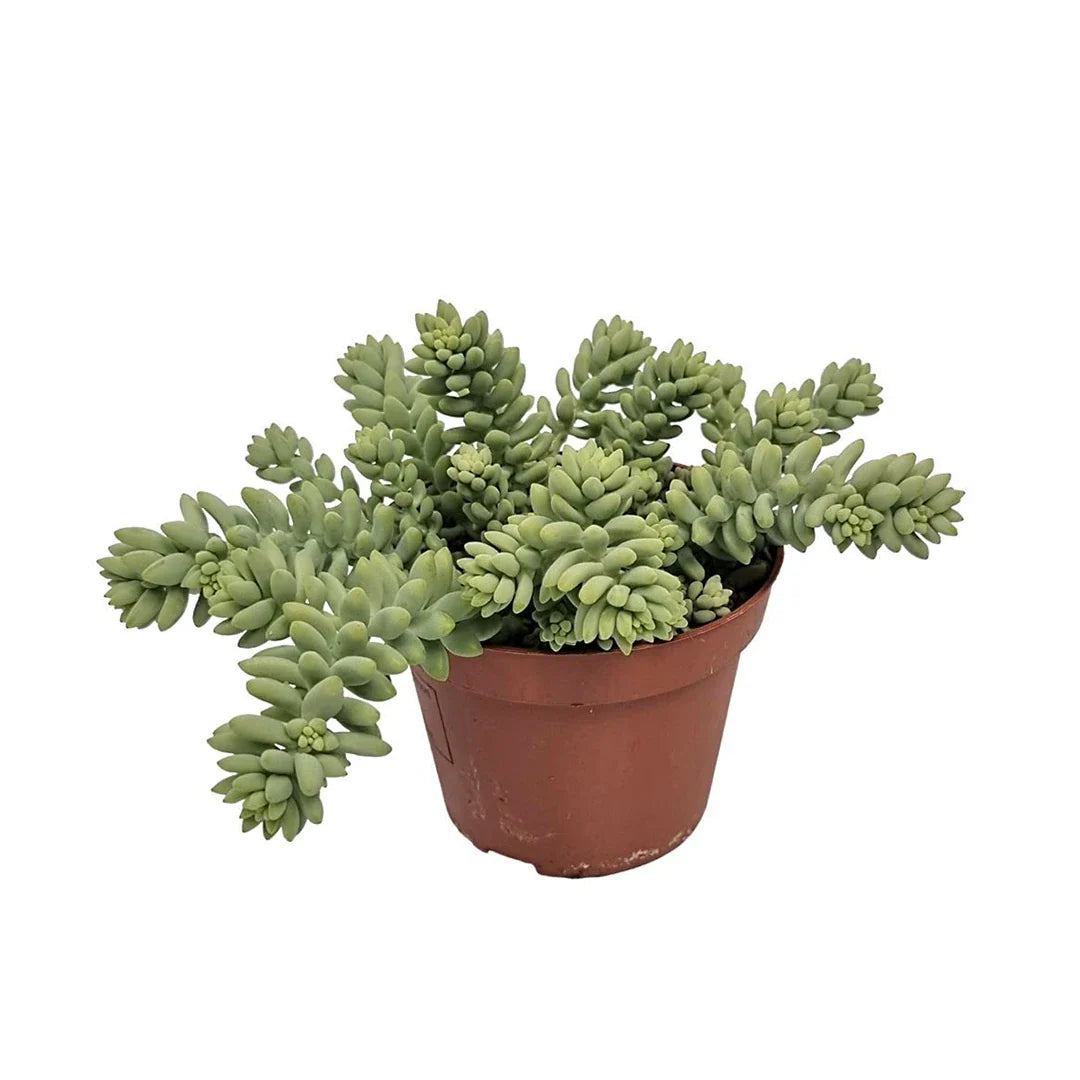 Sedum Burrito