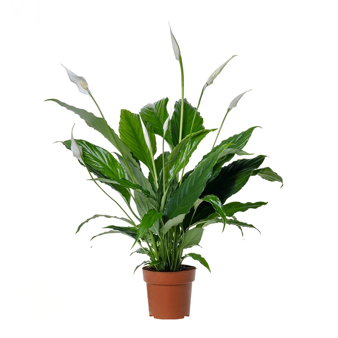 Spathiphyllum Sweet Chico