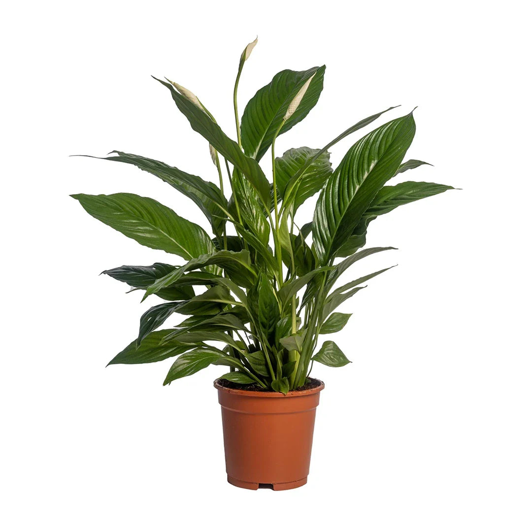 Spathiphyllum Vivaldi