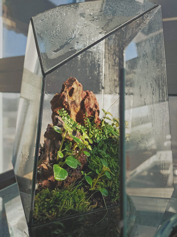 Terrarium - Principiante