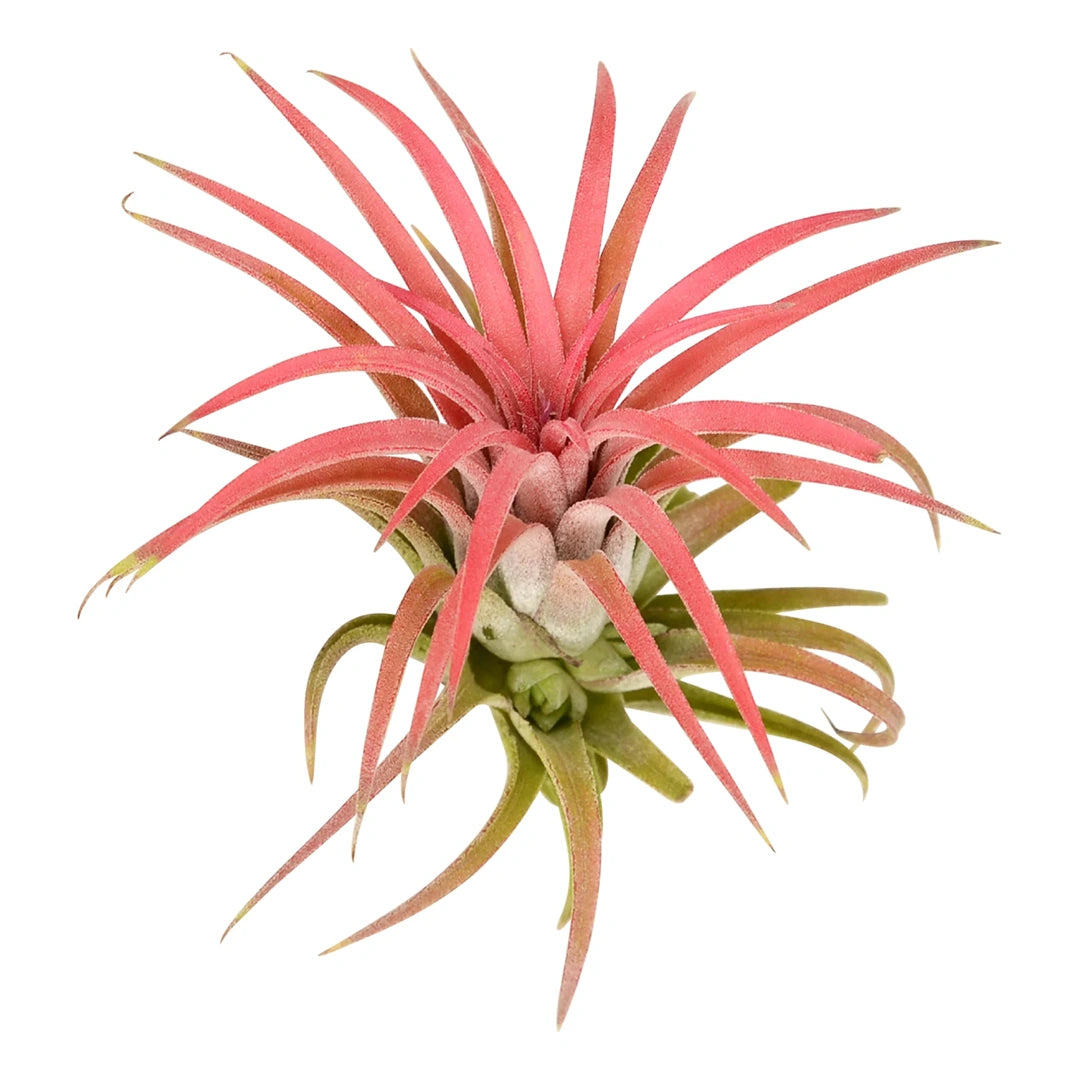 Tillandsia