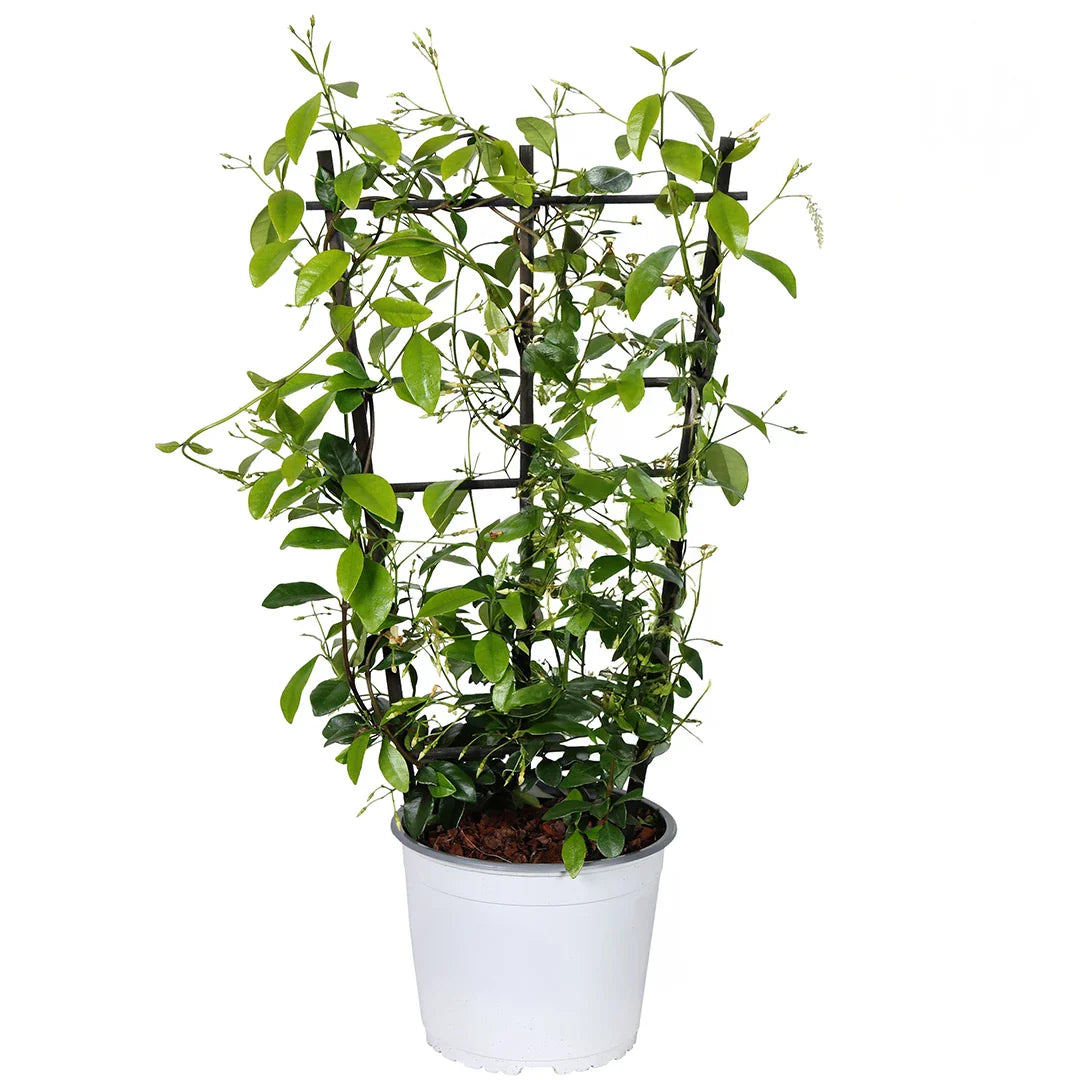 Trachelospermum jasminoides Star Of Toscane
