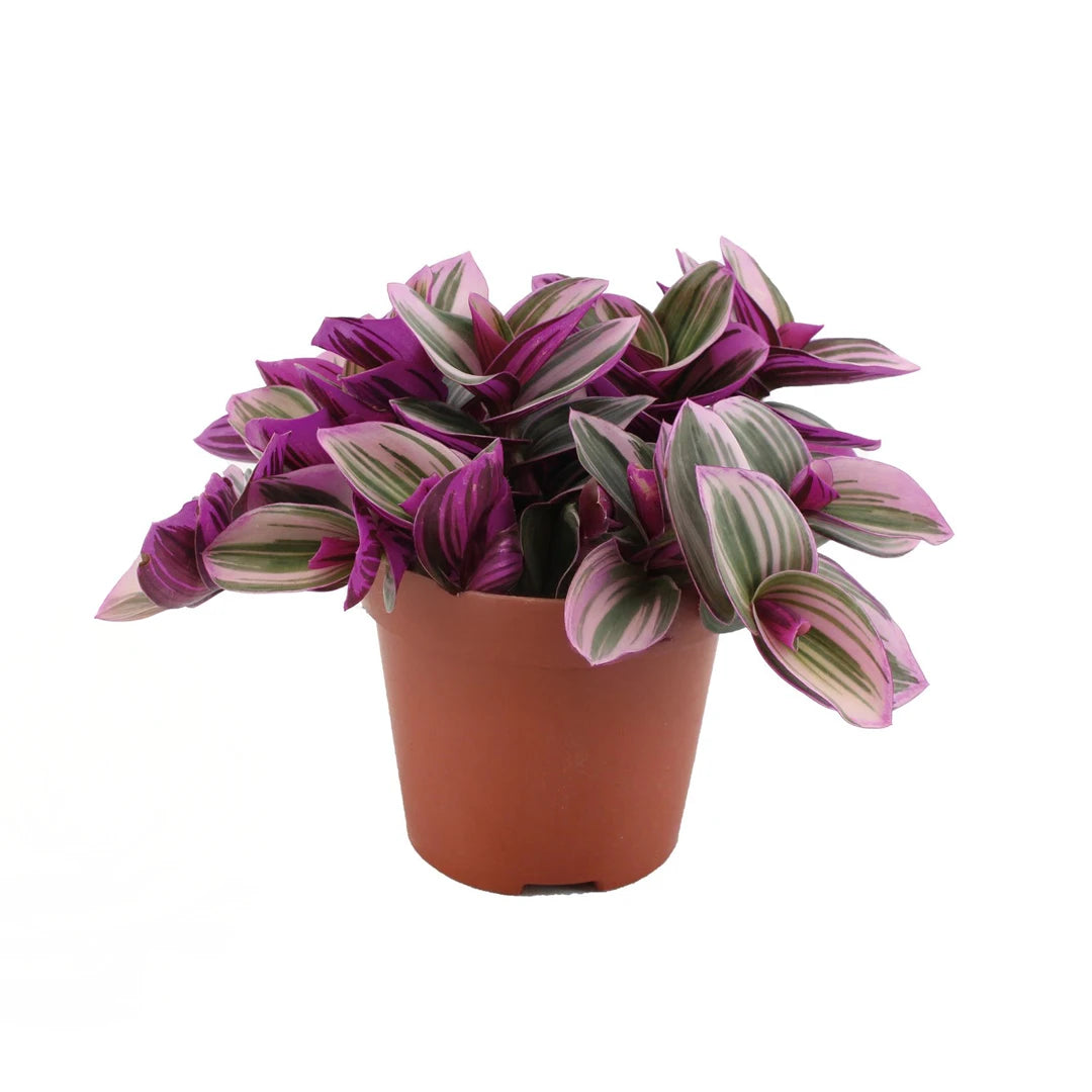 Tradescantia Nanouk