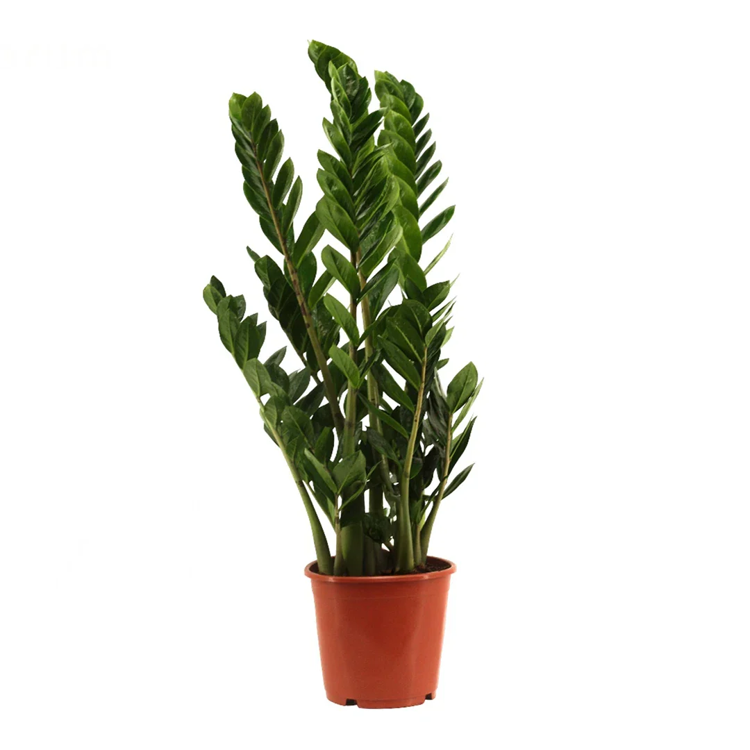 Zamioculcas zamiifolia