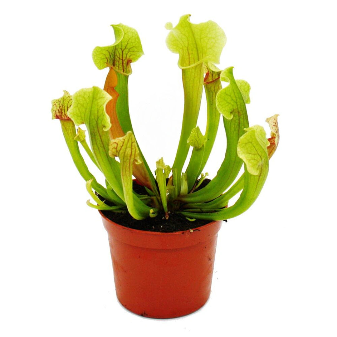 Carnivorous Plants