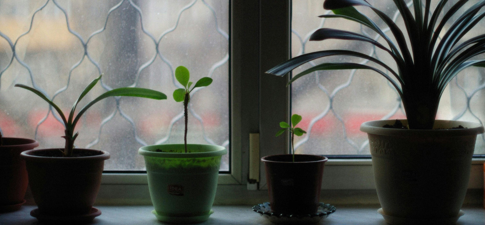 Piante che vivono con poca luce: le migliori per la tua casa