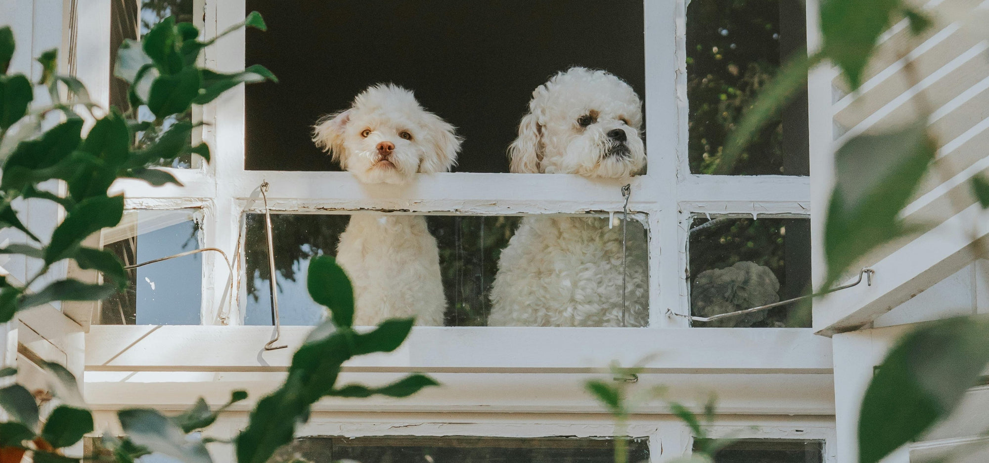 Piante sicure per gli animali domestici: quali scegliere se hai cani o gatti