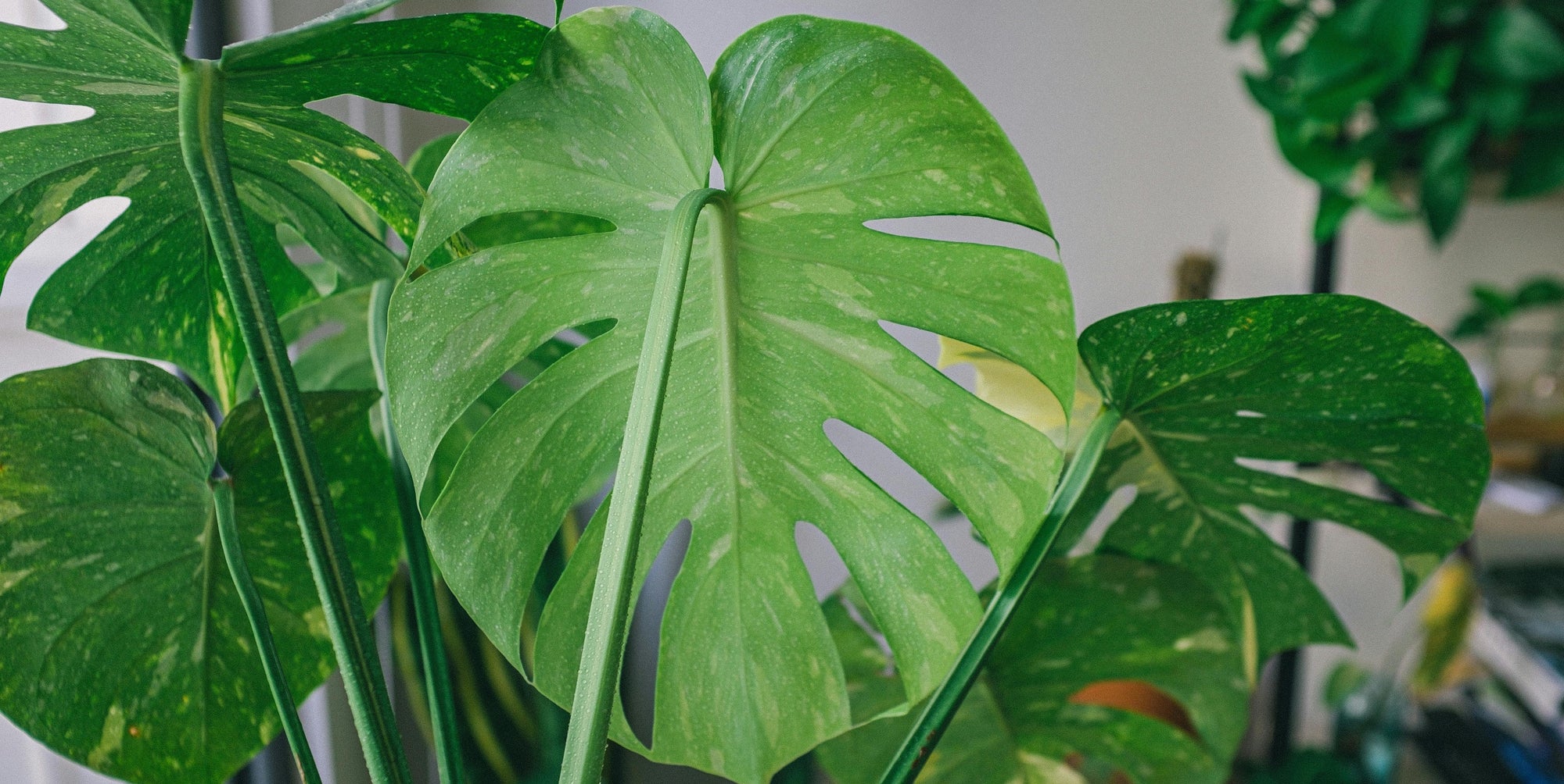 Come curare la Monstera: guida completa per non farla morire