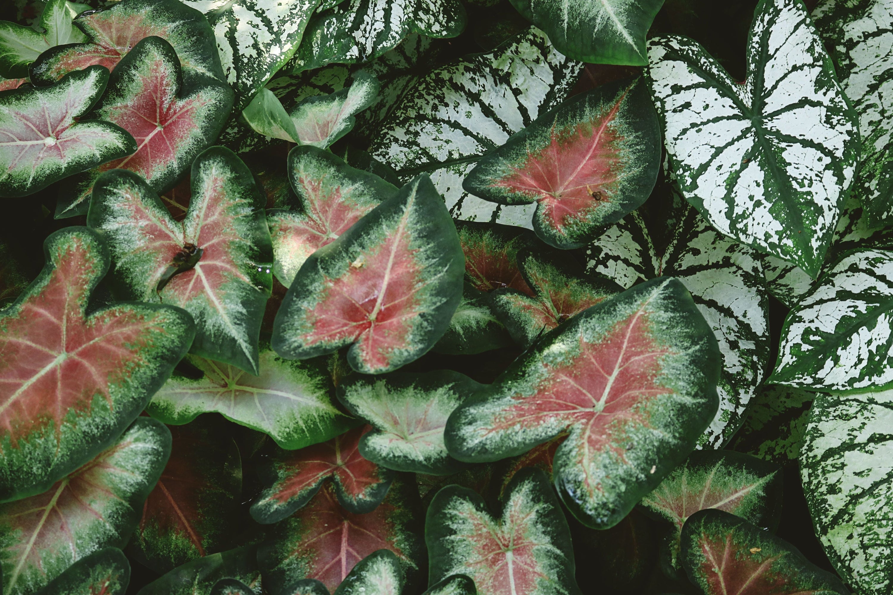 Caladium: la guida per non farli morire