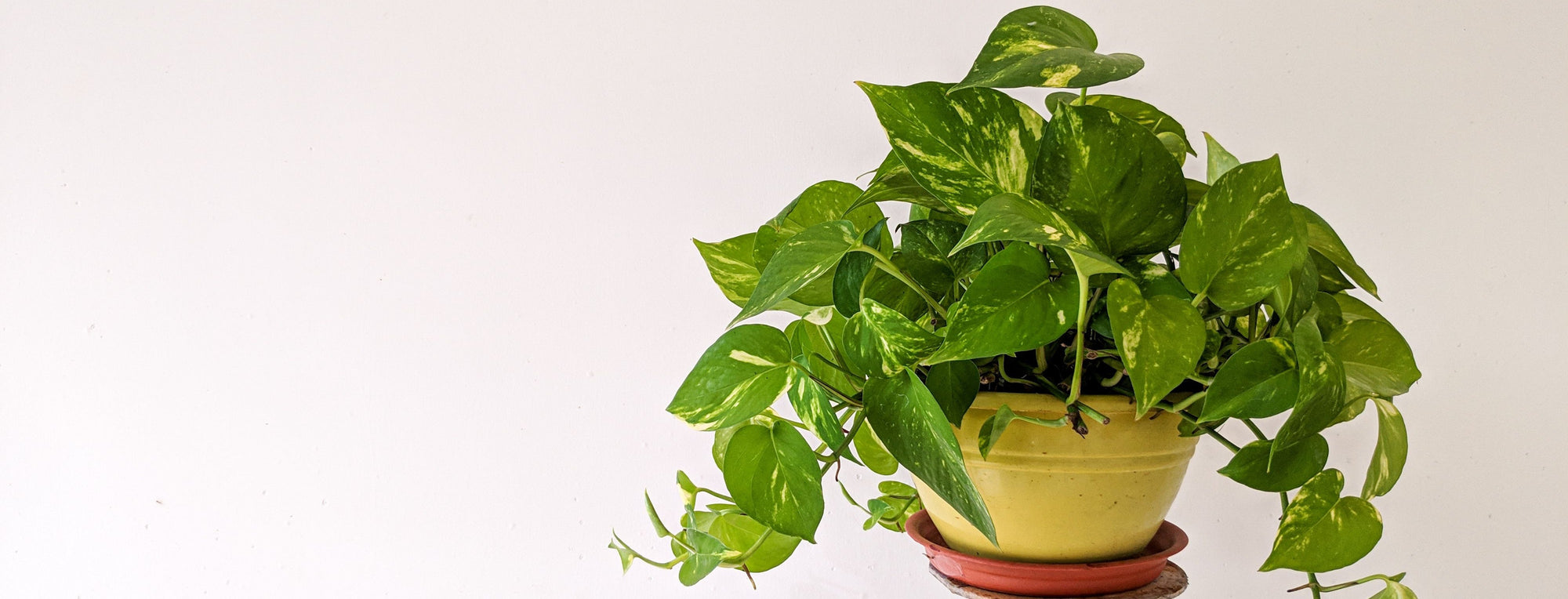 Come curare il Pothos: la guida completa per averlo sempre verde e rigoglioso