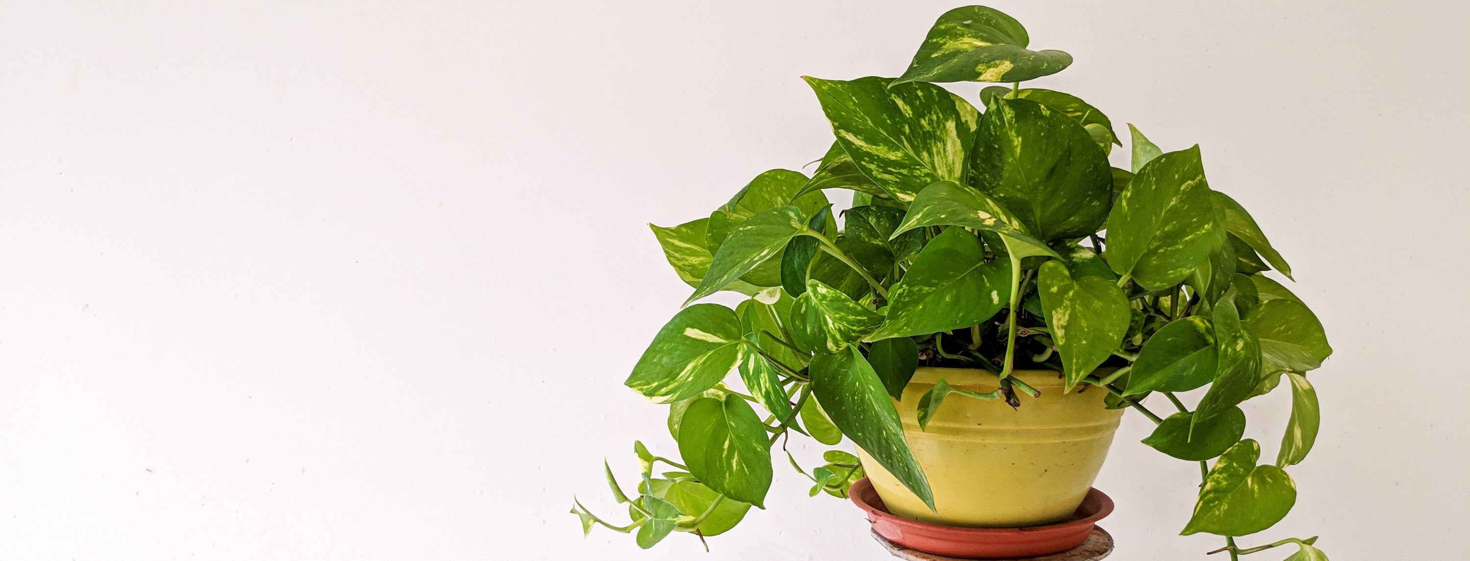 Come curare il Pothos: la guida completa per averlo sempre verde e rigoglioso