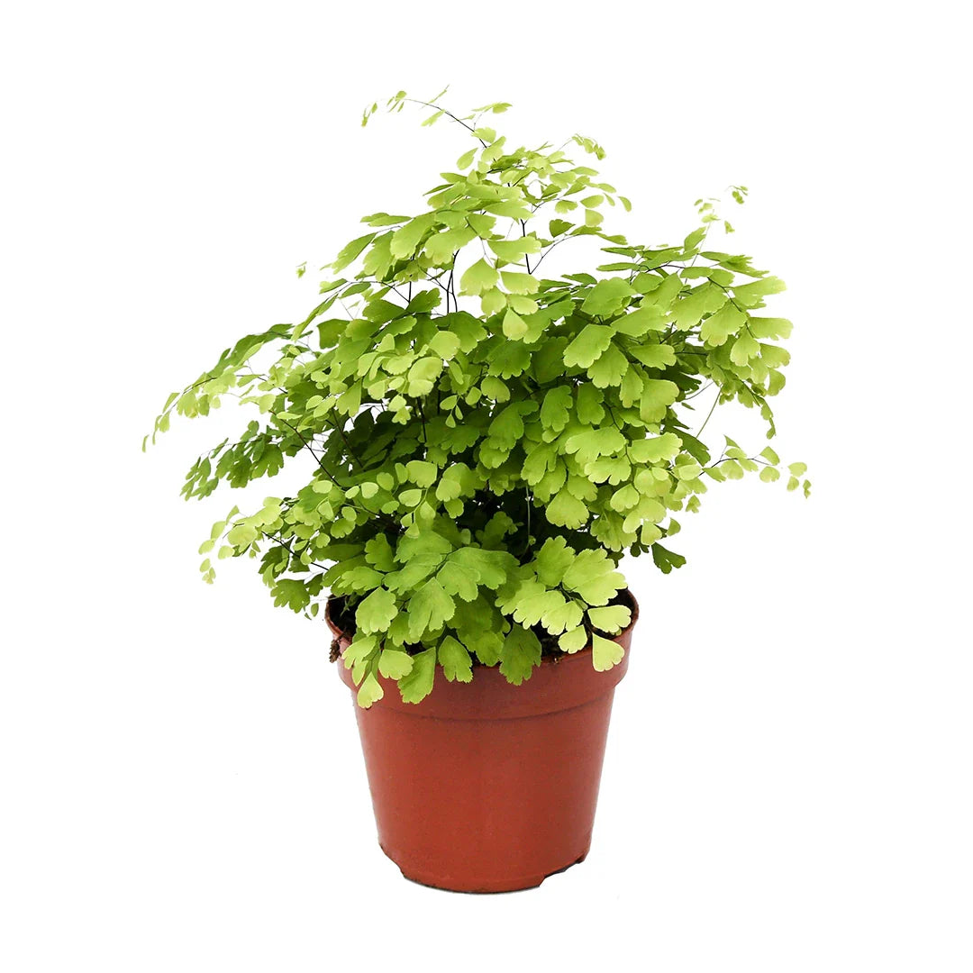 Adiantum Raddianum Fragrans