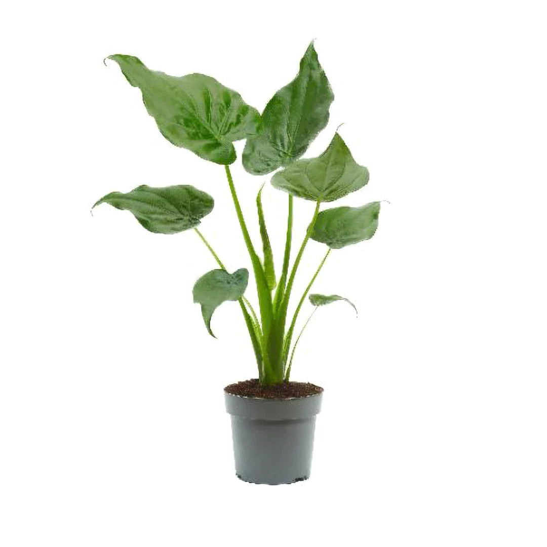 Alocasia Cucullata
