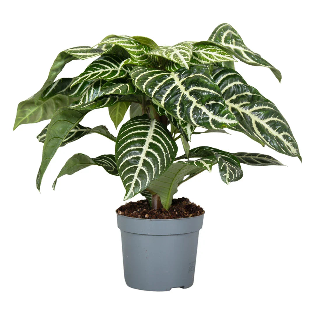 Aphelandra Squarrosa