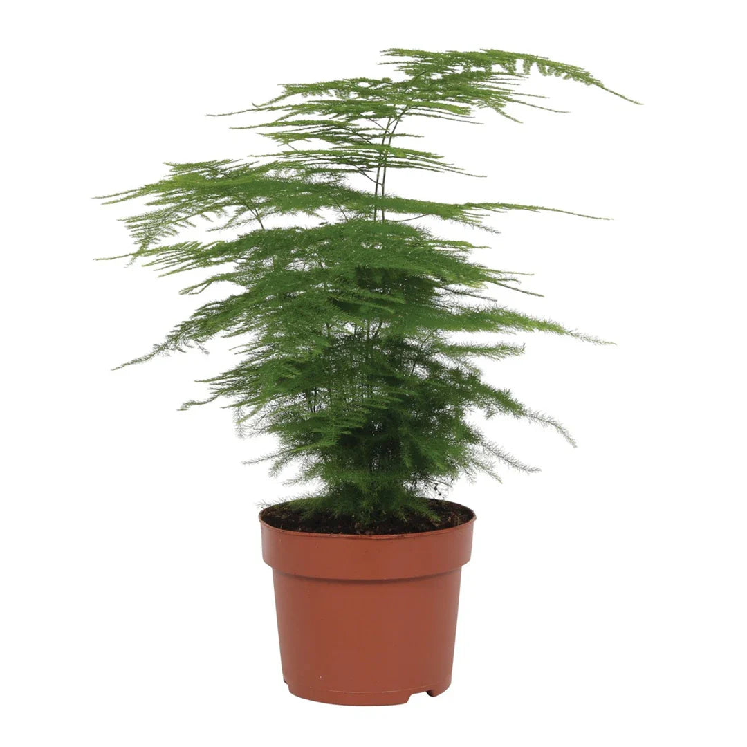 Asparagus Setaceus
