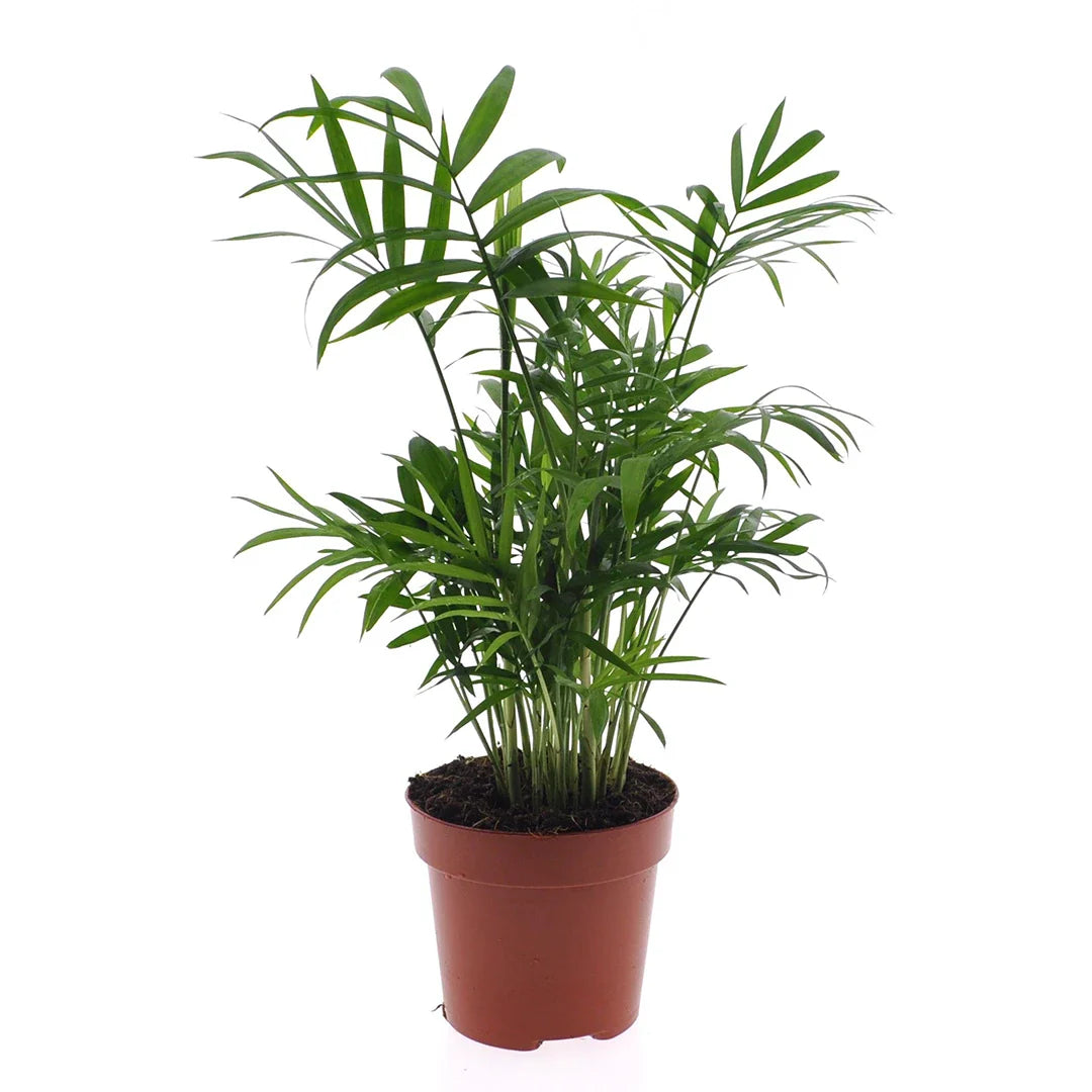 Chamaedorea Elegans