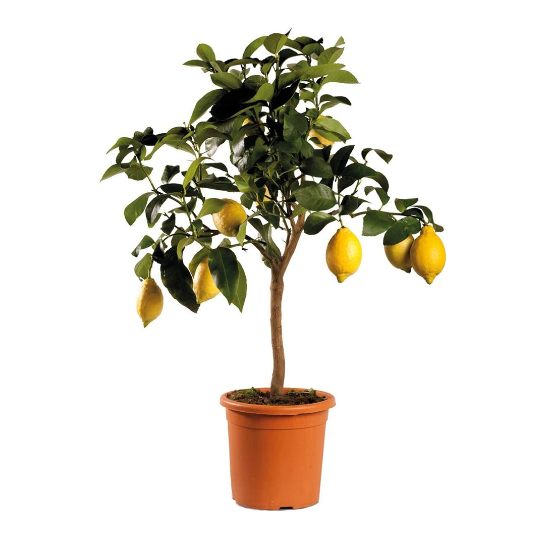 Citrus Limone