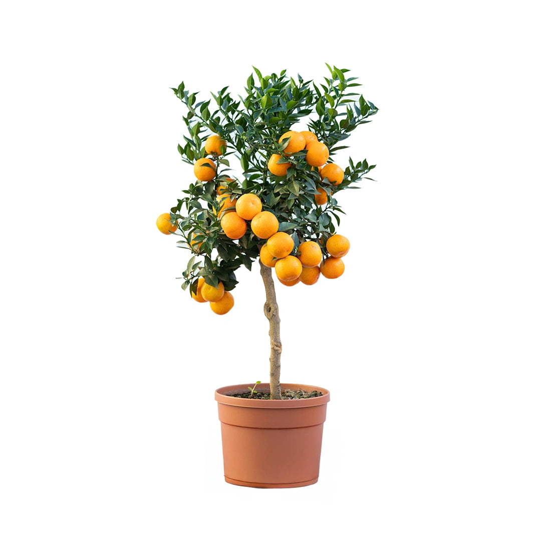 Citrus Chinotto