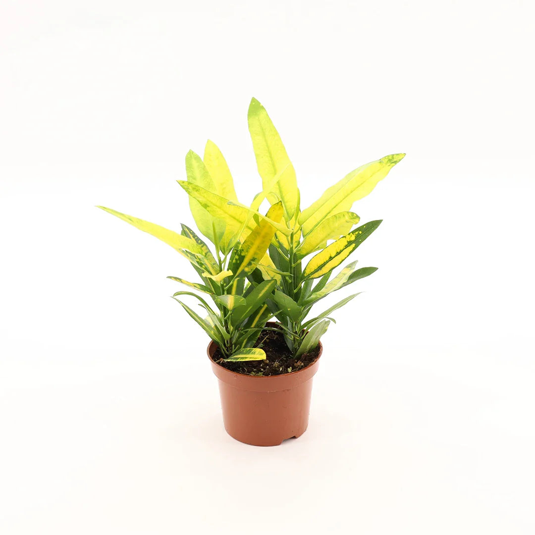 Codiaeum Sunny Star